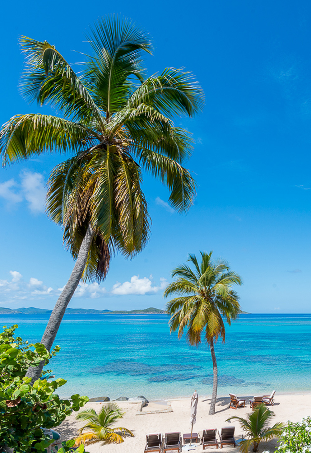Coconut trees beach view